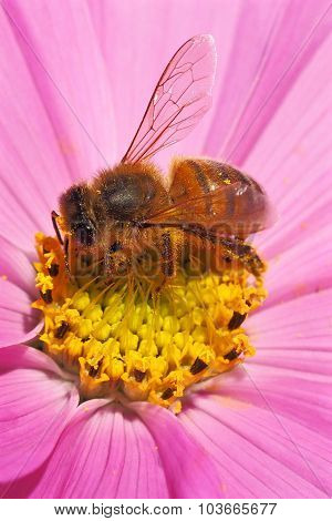 Honey Bee (Apis Mellifera) On Cosmos Flower