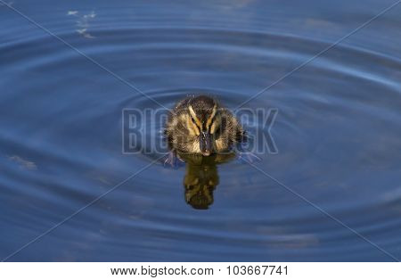 Mallard duckling