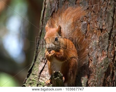 Red squirrel