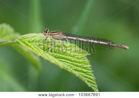 White-legged Damselfly