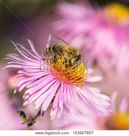 Honeybee on a flower