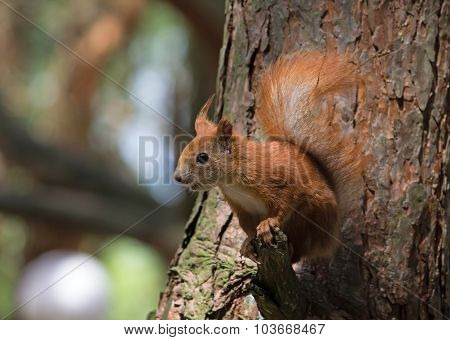 Red squirrel