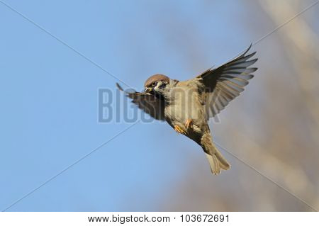Flying Tree Sparrow Against Bright Blue Sky Background