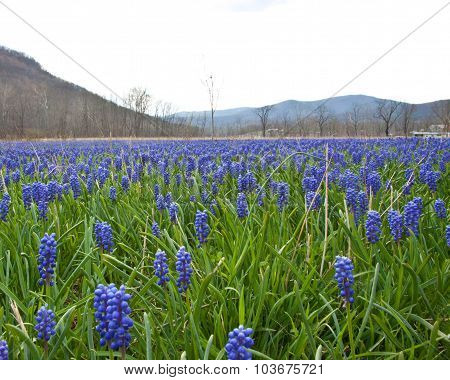 Field Near Columbia Furnace