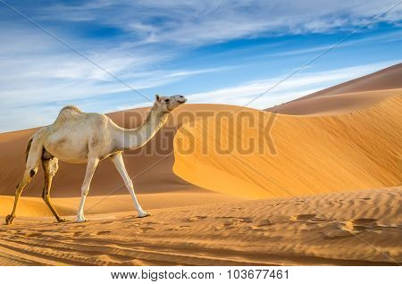 Camels Walking Through A Desert