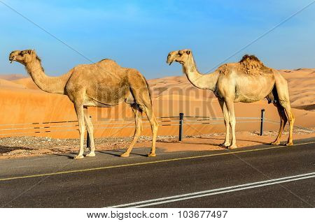 A Road Through A Desert Dunes