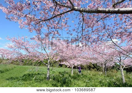 Photo of  herry trees orchard blossom in spring