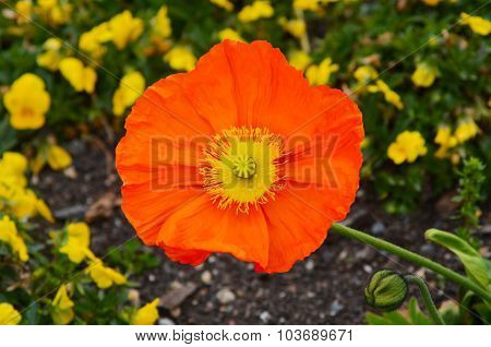 Orange Champagne Scarlet Blossoming In The Spring