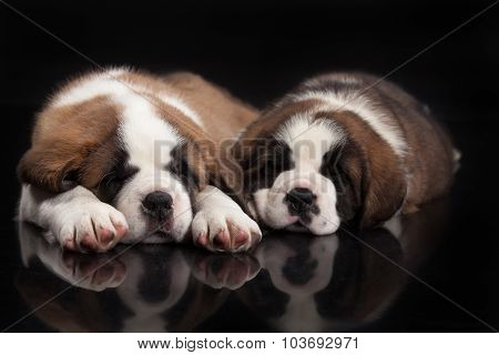 St. Bernard Puppies