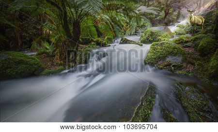 Rainforest waterfall