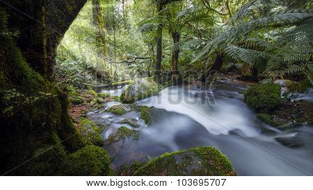 Rainforest waterfall