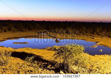 Watering Hole - Etosha, Namibia
