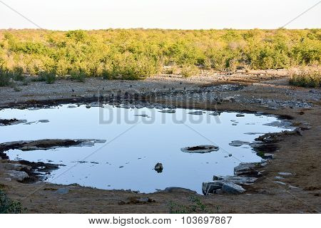 Watering Hole - Etosha, Namibia