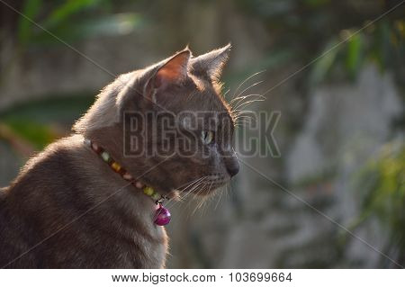 brown cat look foreword
