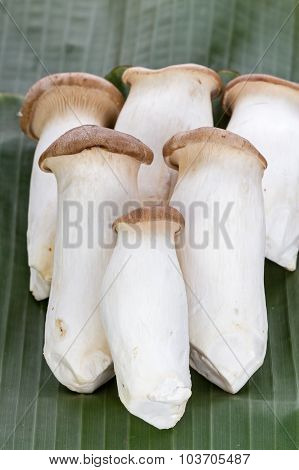Eryngii Mushroom (pleurotus Eryngii) On Banana Leaf