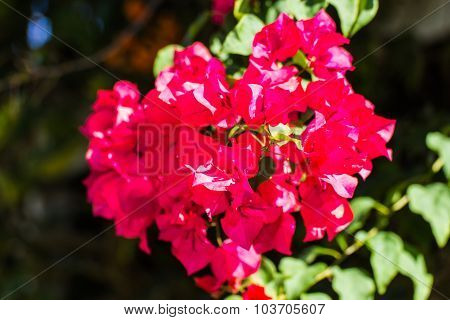Bougainvillea Flower