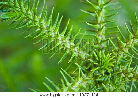Nolfolk Island Pine