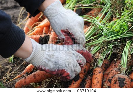 Farmer Sorting Carrot Harvest