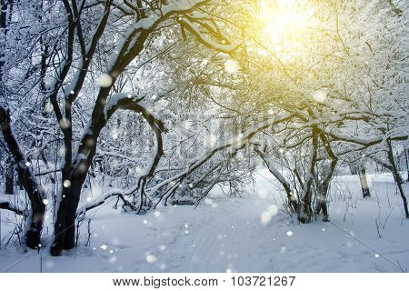 sunshine in snowy cold winter forest at sunset