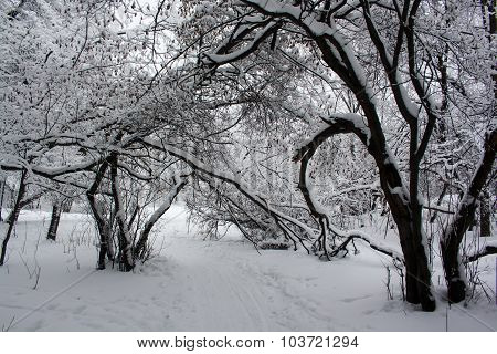 Snowy cold winter forest at daytime