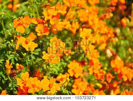 Marigold (tagetes Tenuifolia)