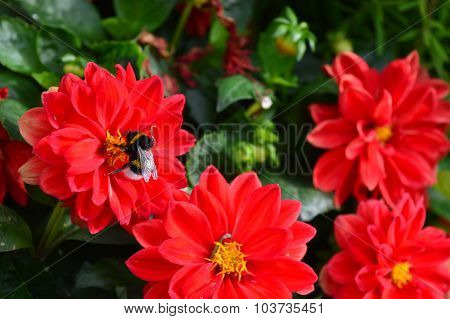 Bumble-bee Sitting On A Chrysanthemum Flower