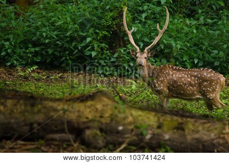 Chital Is Deer ,live In Forest And Is Herbivorous