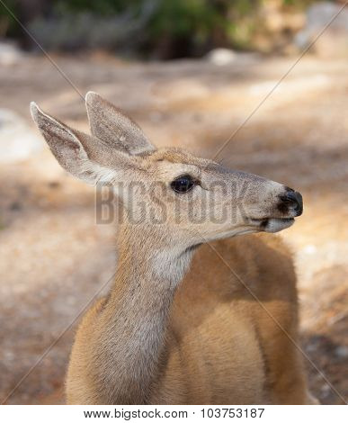 Mule Deer Doe