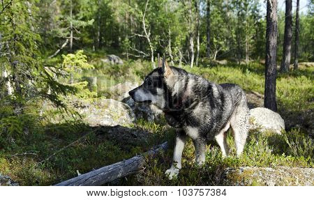 Moose Hunting Dog