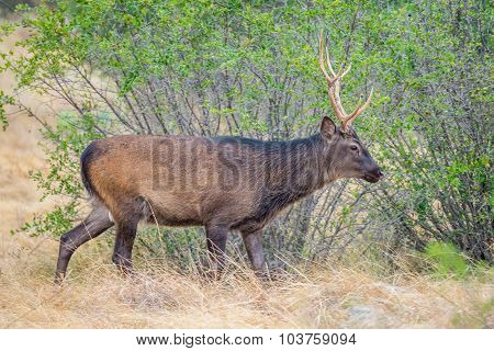 Japanese Deer