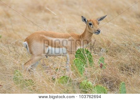Blackbuck Antelope Calf