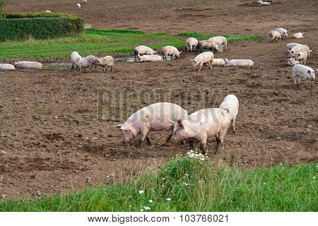 Free Range Pigs Grazing