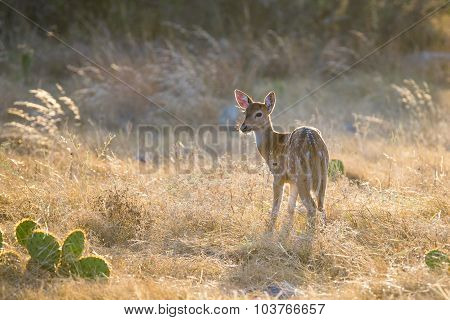 Axis Deer Fawn