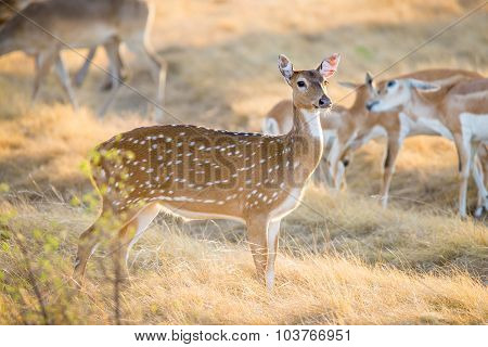 Chital Deer Doe