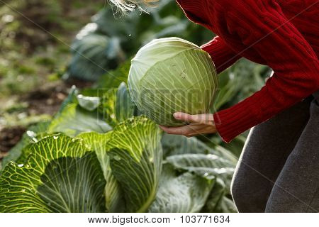 Cabbage Harvest