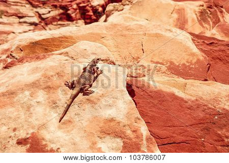 Red Rock Canyon inhabitant