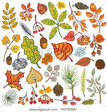 Autumn leaves,berries,pine branches,cones.Fall colors