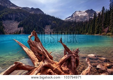 Uprooted tree, turquoise glacial lake, pine trees, and snow-capped mountains