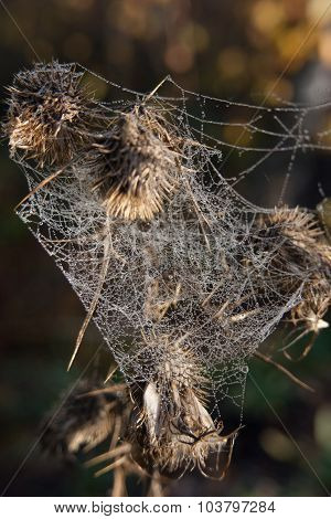 At the spider quilt.