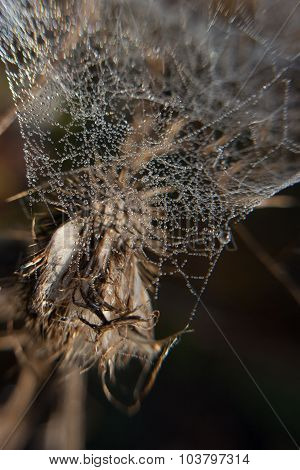 At the spider quilt.