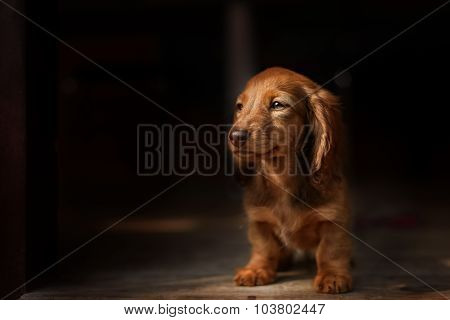 Portrait of Dashund dog