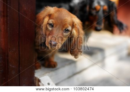 Portrait of Dashund dog