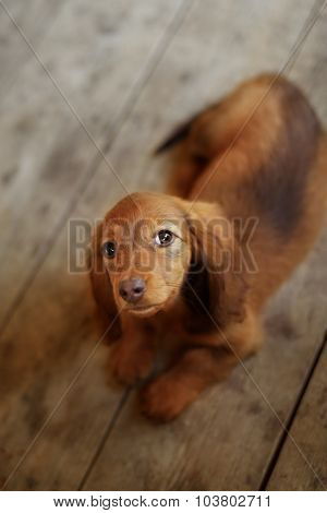 Portrait of Dashund dog