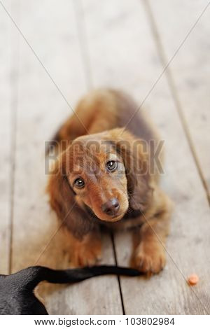 Portrait of Dashund dog