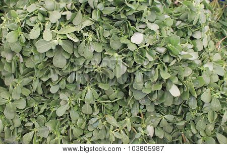 Purslane plant