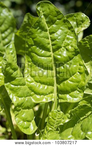 Photo of fresh silverbeet grow in the garden.