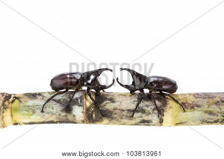 Close Up Male Fighting Beetle (rhinoceros Beetle) On Sugarcane Isolated On White