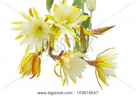 Epiphyllum Bundle