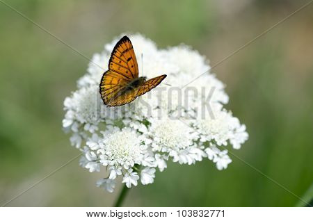 Common Copper butterfly male upperside on a white weed flower (Queen Anne's lace).