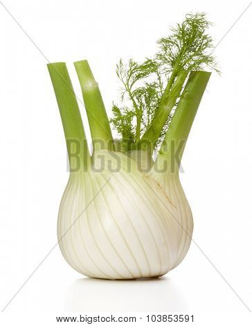 Fresh fennel bulb isolated on white background close up
